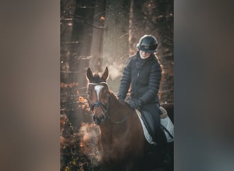 Autres races, Hongre, 6 Ans, 162 cm, Bai