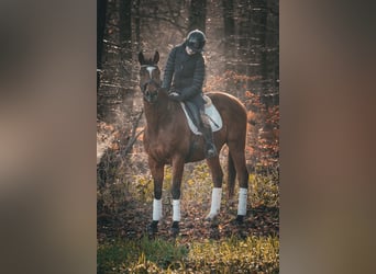 Autres races, Hongre, 6 Ans, 162 cm, Bai