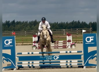 Autres races Croisé, Hongre, 6 Ans, 170 cm, Palomino