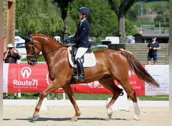 Autres races, Hongre, 6 Ans, 172 cm, Alezan