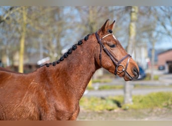 Autres races, Hongre, 6 Ans