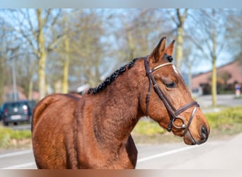 Autres races, Hongre, 6 Ans