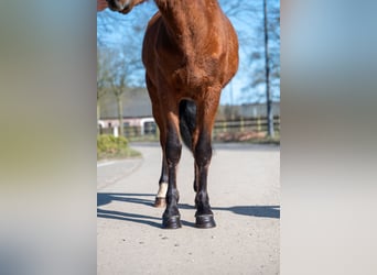 Autres races, Hongre, 6 Ans