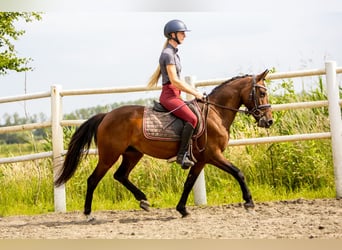 Autres races, Hongre, 6 Ans