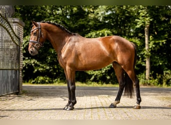 Autres races, Hongre, 6 Ans