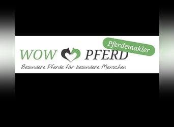 Autres races Croisé, Hongre, 7 Ans, 117 cm