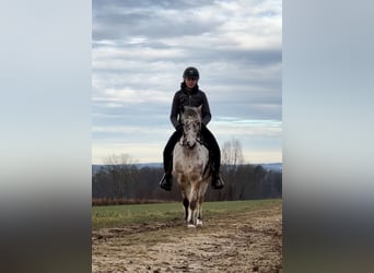 Autres races, Hongre, 7 Ans, 136 cm, Léopard