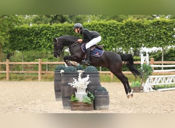 Autres races, Hongre, 7 Ans, 138 cm, Noir