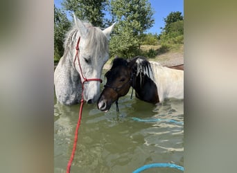 Autres races, Hongre, 7 Ans, 138 cm, Pinto
