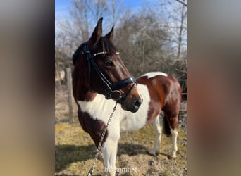 Autres races, Hongre, 7 Ans, 142 cm, Pinto