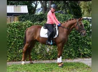 Autres races, Hongre, 7 Ans, 143 cm, Alezan