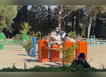 Autres races, Hongre, 7 Ans, 146 cm, Pinto