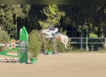 Autres races, Hongre, 7 Ans, 146 cm, Pinto