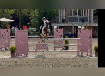 Autres races, Hongre, 7 Ans, 146 cm, Pinto