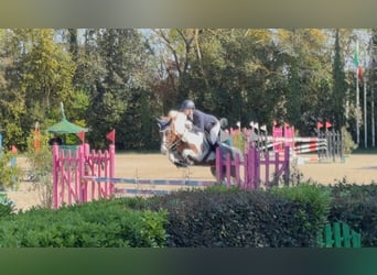 Autres races, Hongre, 7 Ans, 146 cm, Pinto