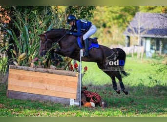 Autres races, Hongre, 7 Ans, 147 cm, Alezan brûlé