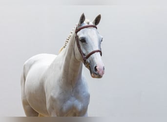 Autres races, Hongre, 7 Ans, 150 cm, Gris