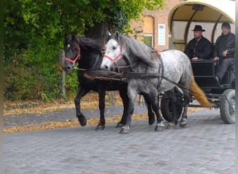 Autres races Croisé, Hongre, 7 Ans, 152 cm, Gris (bai-dun)