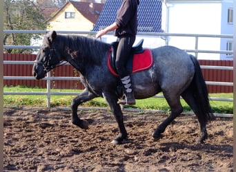 Autres races Croisé, Hongre, 7 Ans, 152 cm, Gris (bai-dun)