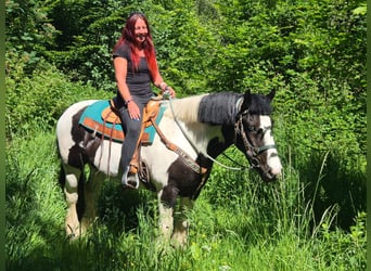 Autres races, Hongre, 7 Ans, 153 cm, Pinto