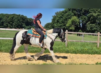 Autres races, Hongre, 7 Ans, 153 cm, Pinto