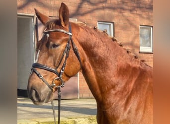 Autres races, Hongre, 7 Ans, 155 cm, Alezan