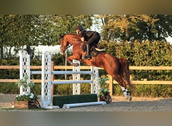 Autres races, Hongre, 7 Ans, 155 cm