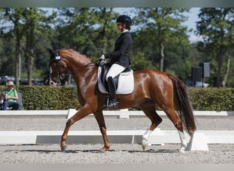 Autres races, Hongre, 7 Ans, 155 cm