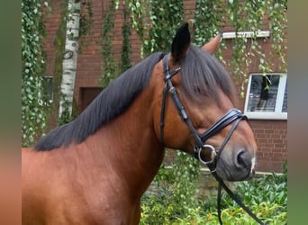 Autres races, Hongre, 7 Ans, 156 cm, Bai