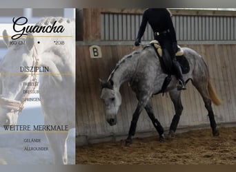 Autres races, Hongre, 7 Ans, 160 cm, Gris noir