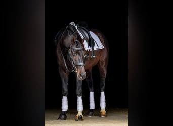 Autres races, Hongre, 7 Ans, 163 cm, Bai brun
