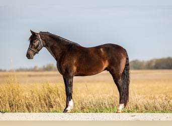Autres races, Hongre, 7 Ans, 163 cm, Bai brun