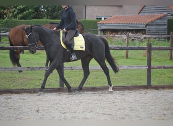 Autres races, Hongre, 7 Ans, 165 cm, Bai brun foncé