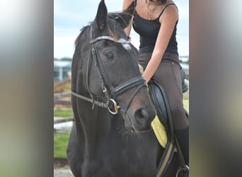 Autres races, Hongre, 7 Ans, 165 cm, Bai brun foncé