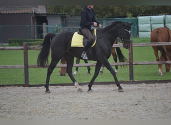Autres races, Hongre, 7 Ans, 165 cm, Bai brun foncé