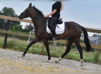 Autres races, Hongre, 7 Ans, 166 cm, Bai brun