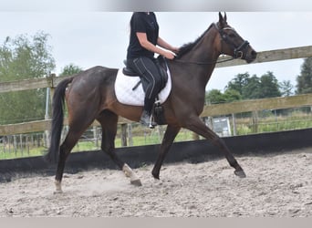 Autres races, Hongre, 7 Ans, 166 cm, Bai brun