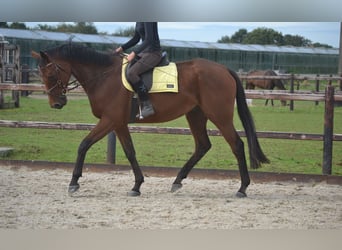Autres races, Hongre, 7 Ans, 166 cm, Bai