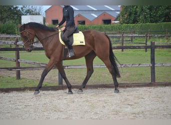 Autres races, Hongre, 7 Ans, 166 cm, Bai