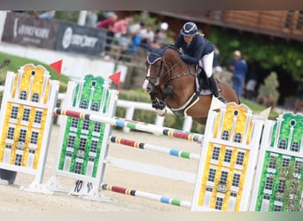 Autres races, Hongre, 7 Ans, 166 cm, Bai