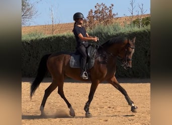 Autres races Croisé, Hongre, 7 Ans, 173 cm, Alezan brûlé