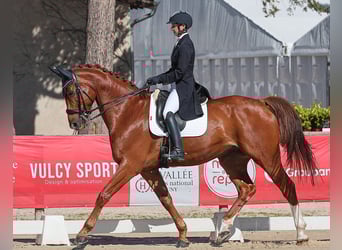 Autres races, Hongre, 7 Ans, 173 cm, Alezan
