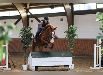 Autres races, Hongre, 7 Ans, 173 cm, Alezan