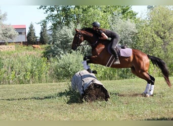 Autres races, Hongre, 7 Ans, Bai cerise