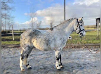 Autres races Croisé, Hongre, 8 Ans, 134 cm, Gris pommelé