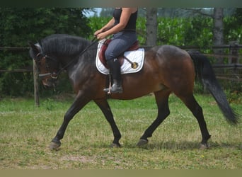 Autres races, Hongre, 8 Ans, 140 cm, Bai