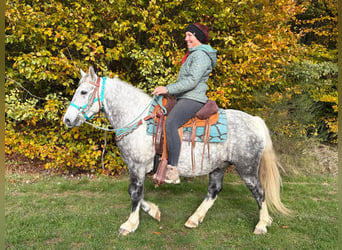 Autres races, Hongre, 8 Ans, 142 cm, Gris pommelé