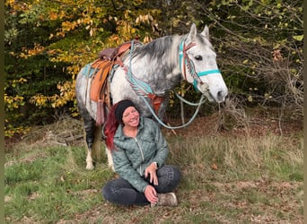 Autres races, Hongre, 8 Ans, 142 cm, Gris pommelé