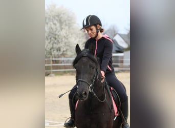 Autres races, Hongre, 8 Ans, 142 cm, Noir