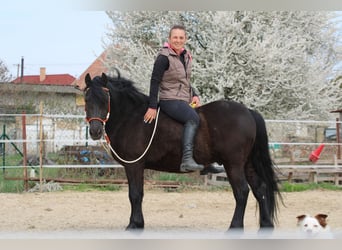Autres races, Hongre, 8 Ans, 142 cm, Noir